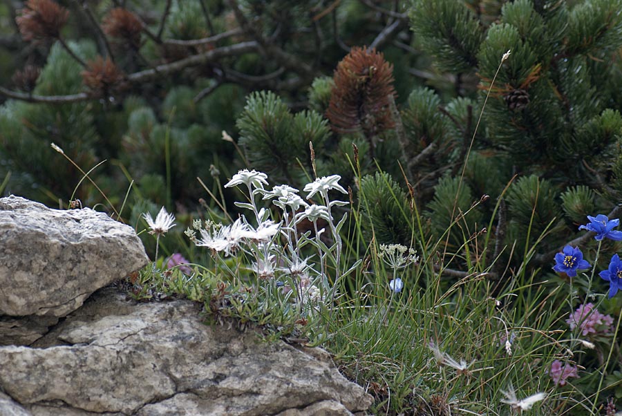 Leontopodium alpinum - Stella Alpina (del Pasubio)
